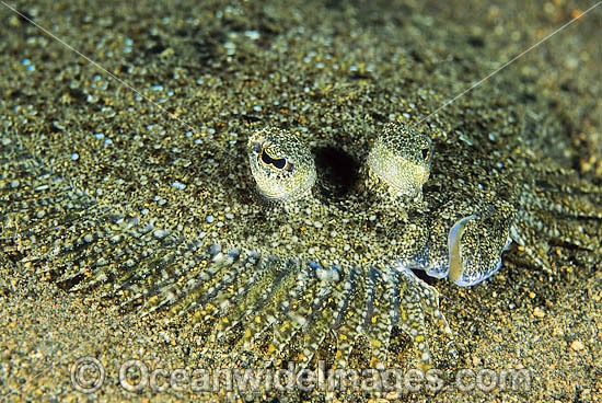 Leopard Flounder Bothus pantherinus photo