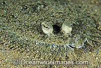 Leopard Flounder Bothus pantherinus Photo - Gary Bell