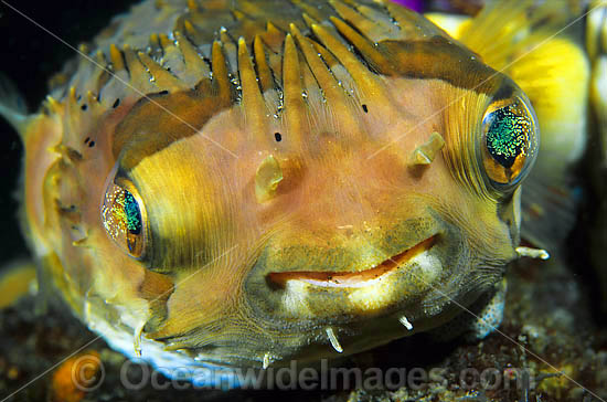 Rounded Porcupinefish Cyclichthys orbicularis photo