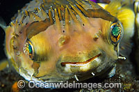 Rounded Porcupinefish Cyclichthys orbicularis Photo - Gary Bell