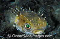 Rounded Porcupinefish Photo - Gary Bell