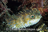 Rounded Porcupinefish Cyclichthys orbicularis Photo - Gary Bell