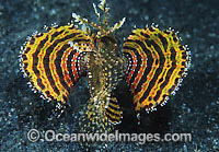 Dwarf Lionfish yellow and red Photo - Gary Bell