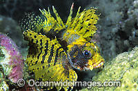 Dwarf Lionfish Photo - Gary Bell