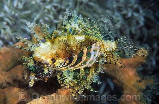 Dwarf Lionfish Dendrochirus brachypterus photo