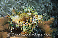 Dwarf Lionfish Dendrochirus brachypterus Photo - Gary Bell