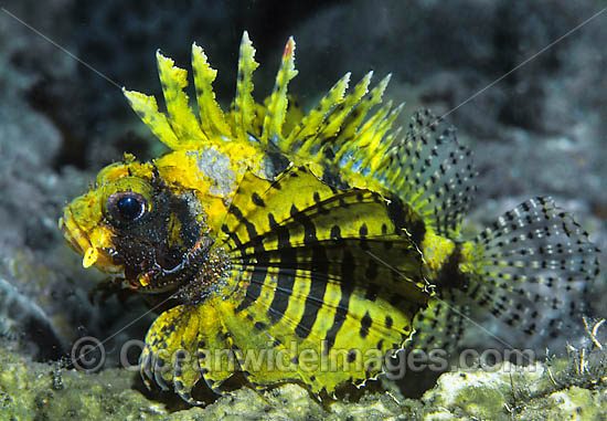 Dwarf Lionfish Yellow colour photo