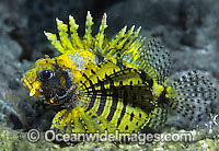 Dwarf Lionfish Yellow colour Photo - Gary Bell