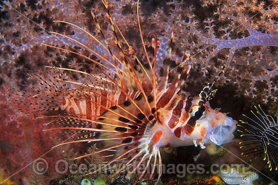 Ragged-finned Lionfish Pterois antennata photo