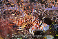 Ragged-finned Lionfish Pterois antennata Photo - Gary Bell