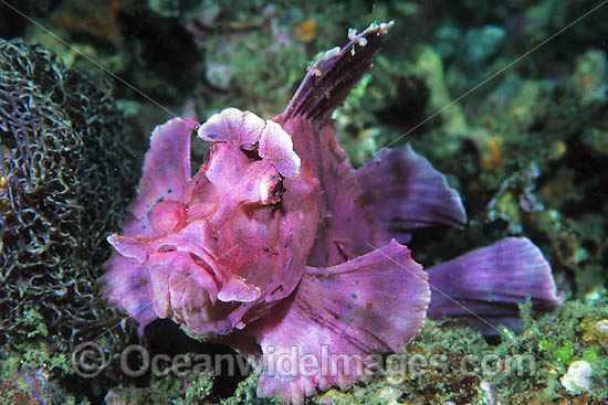Paddle-flap Scorpionfish photo