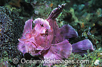 Paddle-flap Scorpionfish Photo - Gary Bell