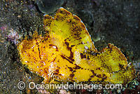 Leaf Scorpionfish yellow phase Photo - Gary Bell