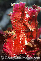 Leaf Scorpionfish pink phase Photo - Gary Bell