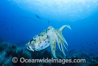 Broadclub Cuttlefish Sepia latimanus Photo - Gary Bell