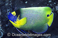 Blue-face Angelfish Pomacanthus xanthometopon Photo - Gary Bell