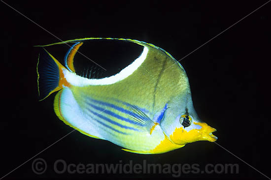 Saddled Butterflyfish Chaetodon ephippium photo