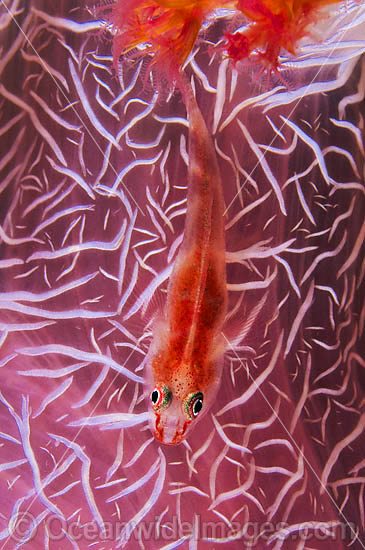 Soft-coral Goby on Soft Coral photo
