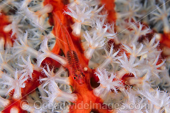 Soft-coral Goby on Soft Coral photo