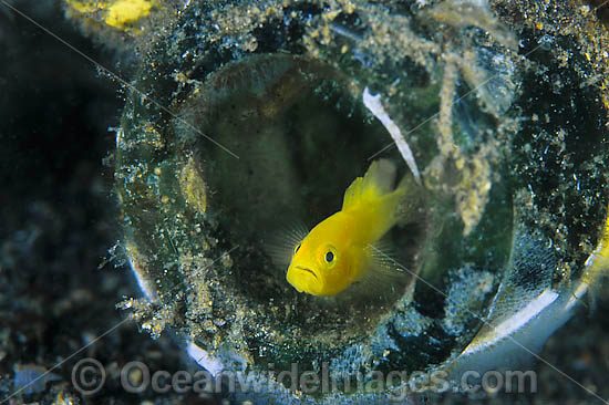 Yellow Pygmy-goby sheltering in bottle photo