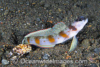 Eye-brow Shrimp-goby with Shrimp Photo - Gary Bell