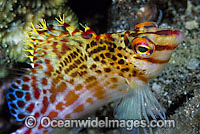 Coral Hawkfish Photo - Gary Bell