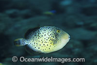 Yellow-margin Triggerfish juvenile Photo - Gary Bell