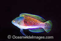 Blue scaled Fairy-wrasse Photo - Gary Bell
