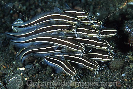 Striped Catfish Plotosus lineatus photo