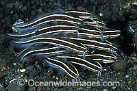 saltwater fish with black stripes