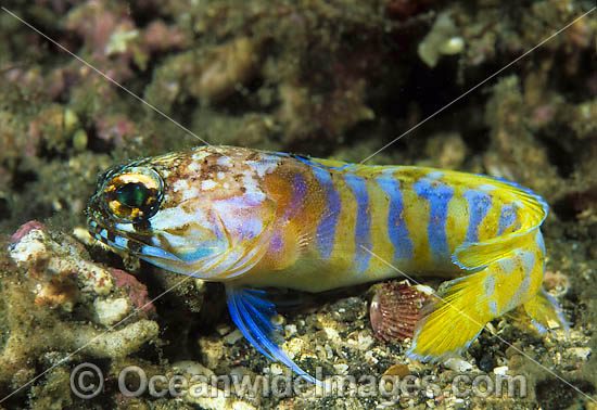 24M1030-01-gold-specs-jawfish.jpg