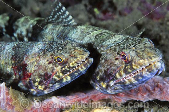Variegated Lizardfish Synodus variegatus photo