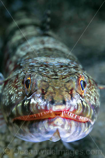 Variegated Lizardfish Synodus variegatus photo