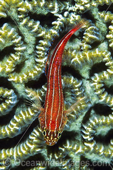 Striped Triplefin on Brain Coral photo