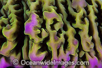 Coral polyp detail Photo - Gary Bell