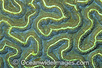 Brain Coral polyp detail Photo - Gary Bell
