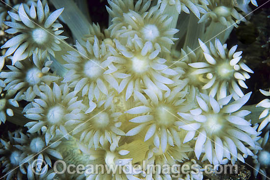 Coral polyp detail photo