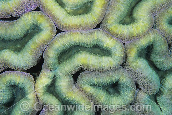 Mussid Coral polyp detail photo