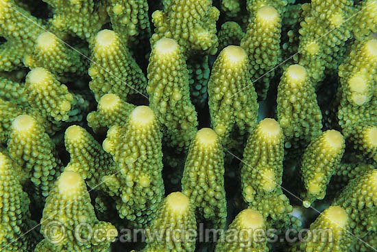 Coral polyp detail photo