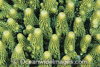 Coral polyp detail Photo - Gary Bell
