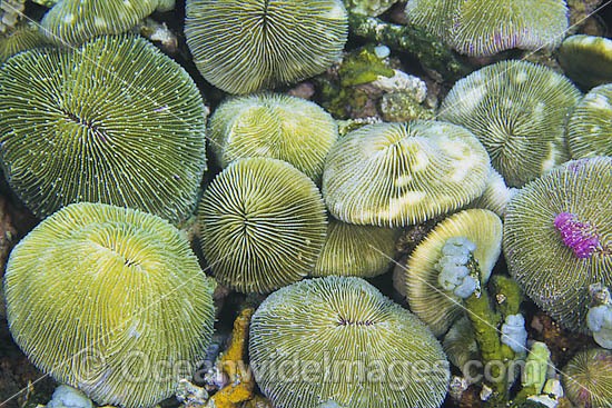 Mushroom Coral polyp detail photo