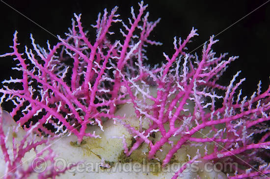 Lace Coral photo