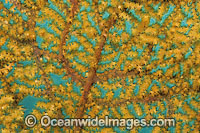 Fan Coral polyp detail Photo - Gary Bell