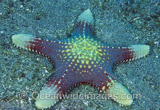 Sea Stars Pictures