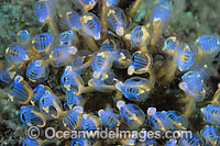 Blue Sea Tunicates Photo - Gary Bell