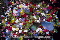 Colourful Sea Tunicates Photo - Gary Bell