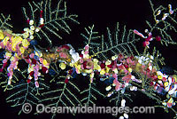 Sea Tunicates and Hydroids Photo - Gary Bell