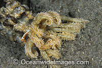 Commensal Emperor Shrimp around Sea Cucumber Photo - Gary Bell