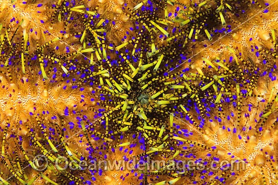Fire Urchin stinging spines photo