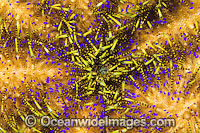 Fire Urchin stinging spines Photo - Gary Bell